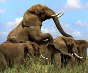 пазл Группа слонов, большие зубы